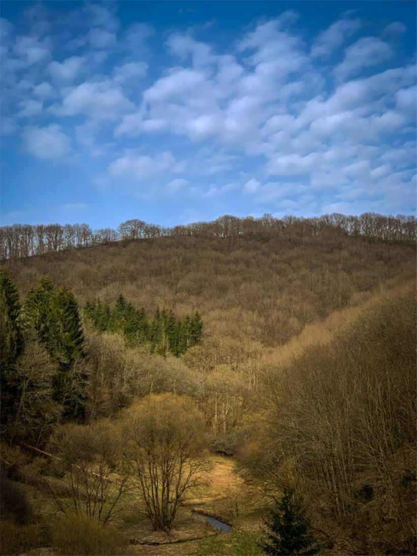 An der Blees: Feuchtes Brachland im Norden wartet darauf, wieder aufgewertet zu werde 