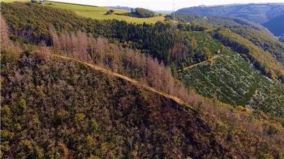 Hoflee & Géischelterbaach: Nationaler Hotspot für Hang, Geröll- oder Schluchtenwälder