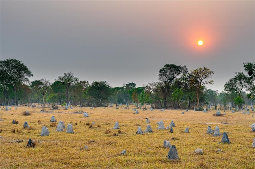 Spezialisierter Insektenfresser: der Große Ameisenbär (Myrmecophaga tridactyla) 