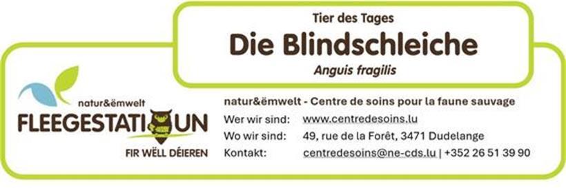 Die Blindschleiche: Eine unscheinbare, aber faszinierende Echse unserer Lebensräume 