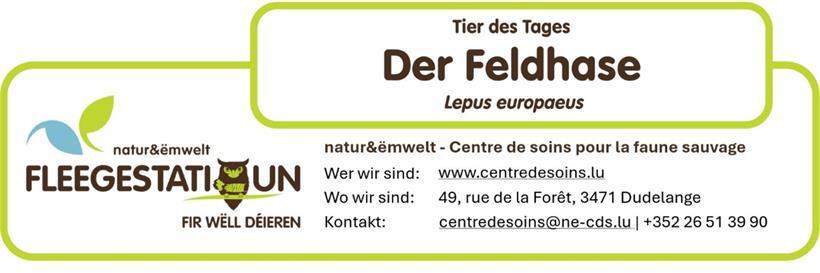 Der Feldhase: Ein schneller und wachsamer Bewohner offener Landschaften 