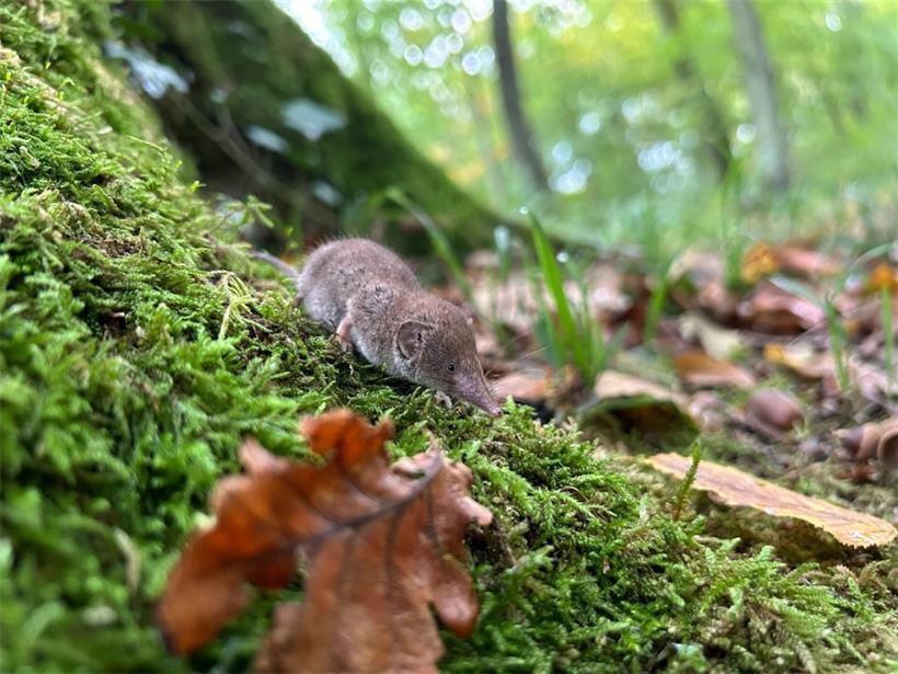 Darum ist die Hausspitzmaus ein winziger Hochleistungsjäger 