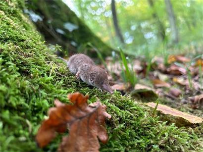 Darum ist die Hausspitzmaus ein winziger Hochleistungsjäger