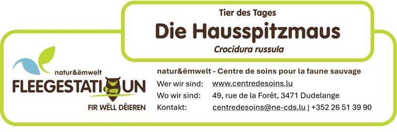 Darum ist die Hausspitzmaus ein winziger Hochleistungsjäger 
