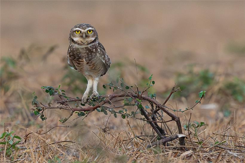 Clown der Prärie – der Kaninchenkauz (Athene cunicularia)  
