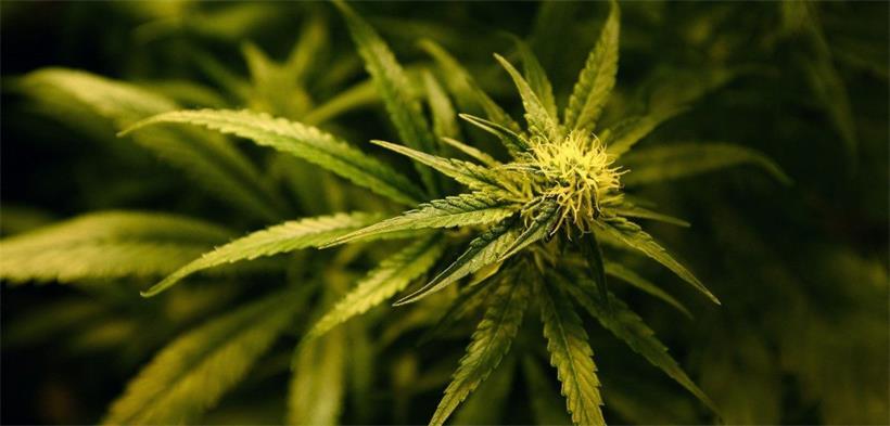 Parlament gibt medizinischem Cannabis grünes Licht 