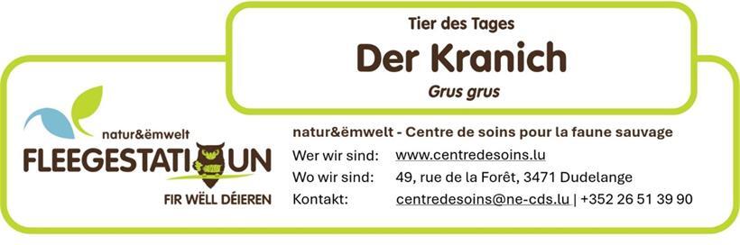 Der Kranich: Ein großer Zugvogel zwischen Pflege und Freiheit 