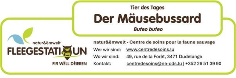 Der Mäusebussard: Ein wichtiger Greifvogel unserer Landschaft 