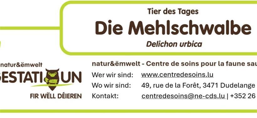 Hausschwalbe – Delichon urbicum – geschickter Luftjäger in unseren Siedlungen 