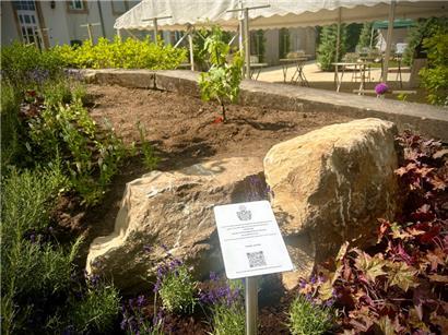 Maribor schenkt Schengen älteste Weinrebe der Welt