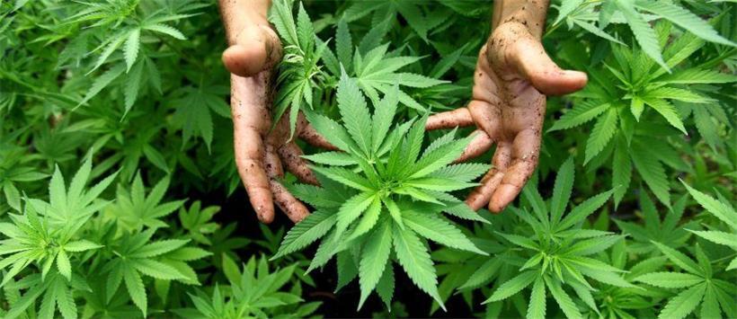 Regierung verrät Details zum Cannabis-Plan 