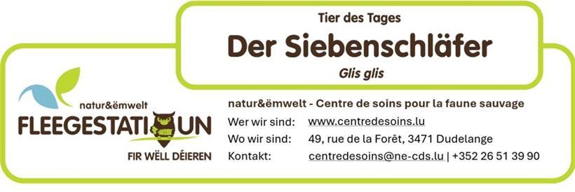 Der Siebenschläfer: Ein nachtaktiver Waldbewohner mit außergewöhnlichem Winterschlaf 