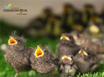 Der Haussperling: Ein vertrauter Singvogel mit schwindenden Beständen