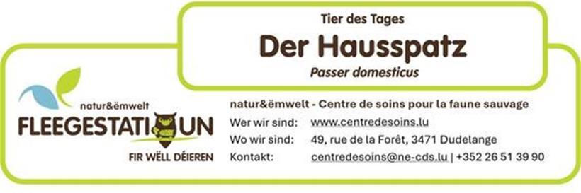 Der Haussperling: Ein vertrauter Singvogel mit schwindenden Beständen 