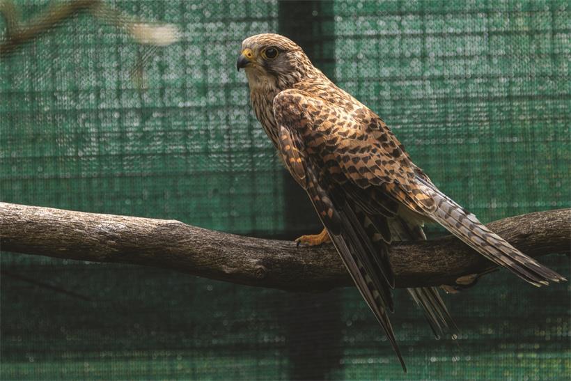 Der Turmfalke (Falco tinnunculus): ein kleiner Greifvogel mit beeindruckender Jagdtechnik 