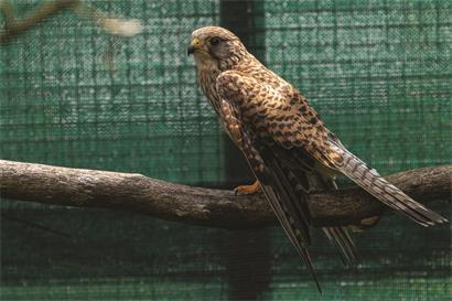 Der Turmfalke (Falco tinnunculus): ein kleiner Greifvogel mit beeindruckender Jagdtechnik