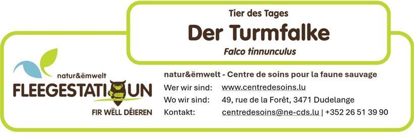 Der Turmfalke (Falco tinnunculus): ein kleiner Greifvogel mit beeindruckender Jagdtechnik 