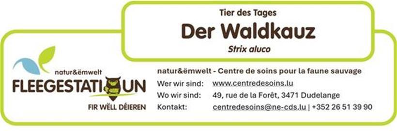Der Waldkauz: Ein vertrauter Ruf unserer Wälder 