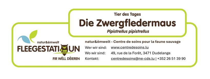 Die Zwergfledermaus – Pflege und Lebensweise 