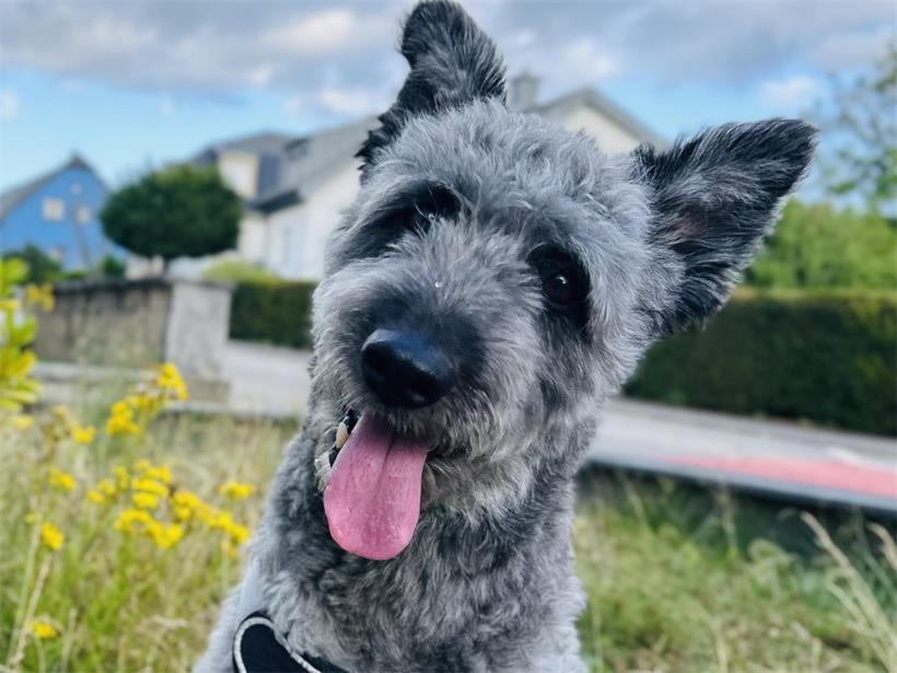 Ein Herz auf vier Pfoten: Tageblatt-Leser zeigen ihre Hunde 