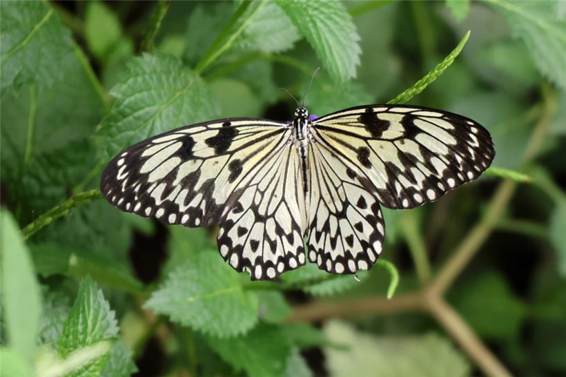 „Päiperleksgaart“: Neue Saison startet am 1. April 