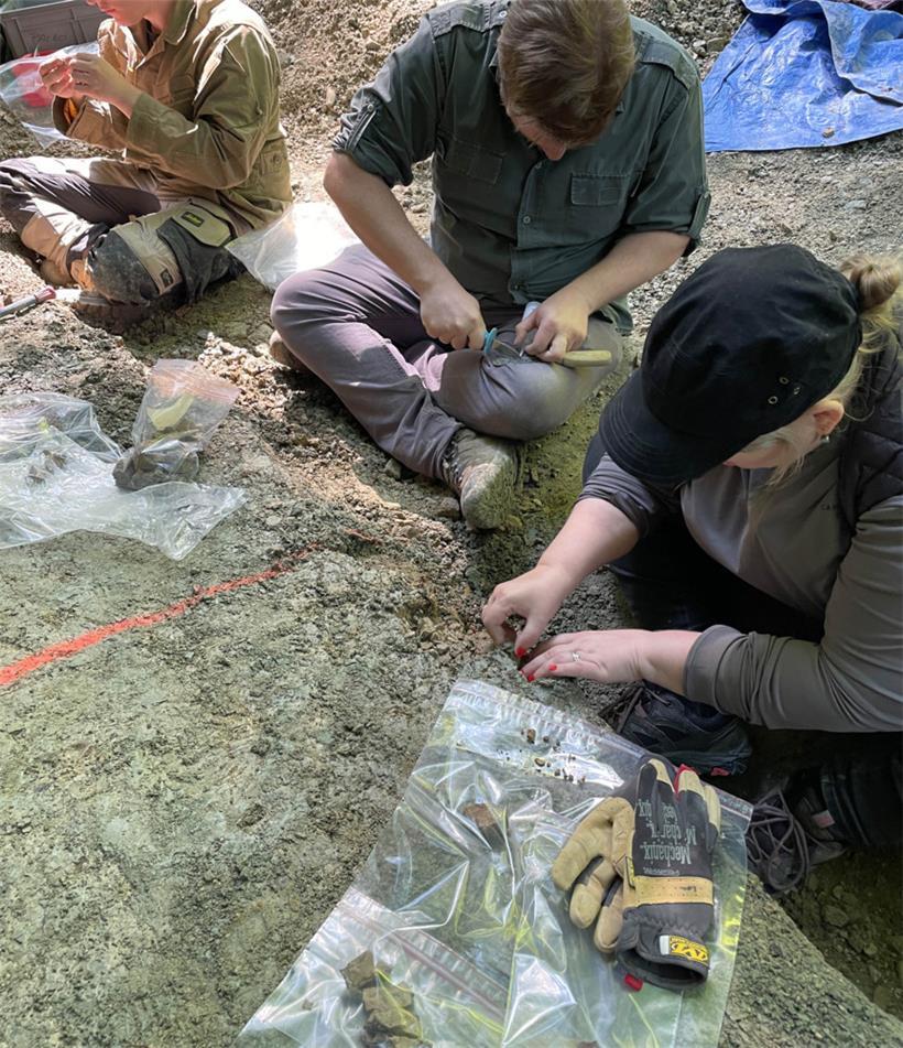 Forscher finden Überreste von 210 Millionen Jahre alten Panzerlurchen 