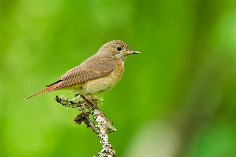 Der Gartenrotschwanz ist Luxemburgs Vogel des Jahres 2025 