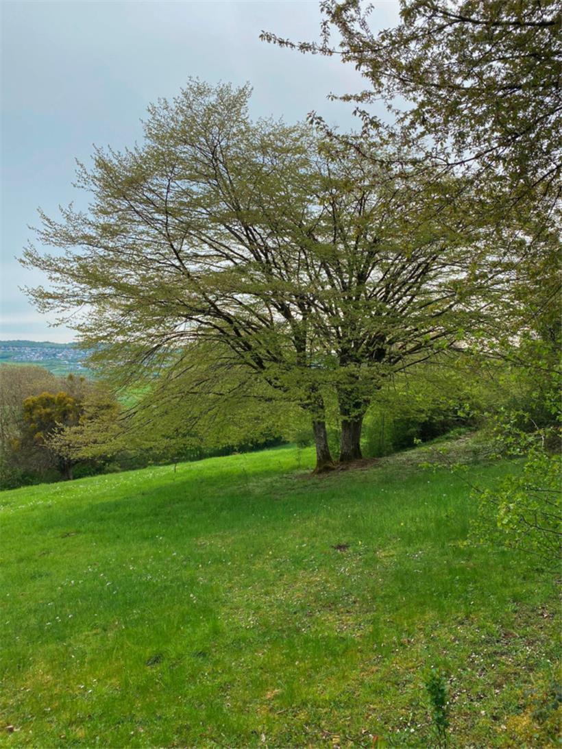 Die in Luxemburg heimische Hainbuche ist der Baum des Jahres 2025 