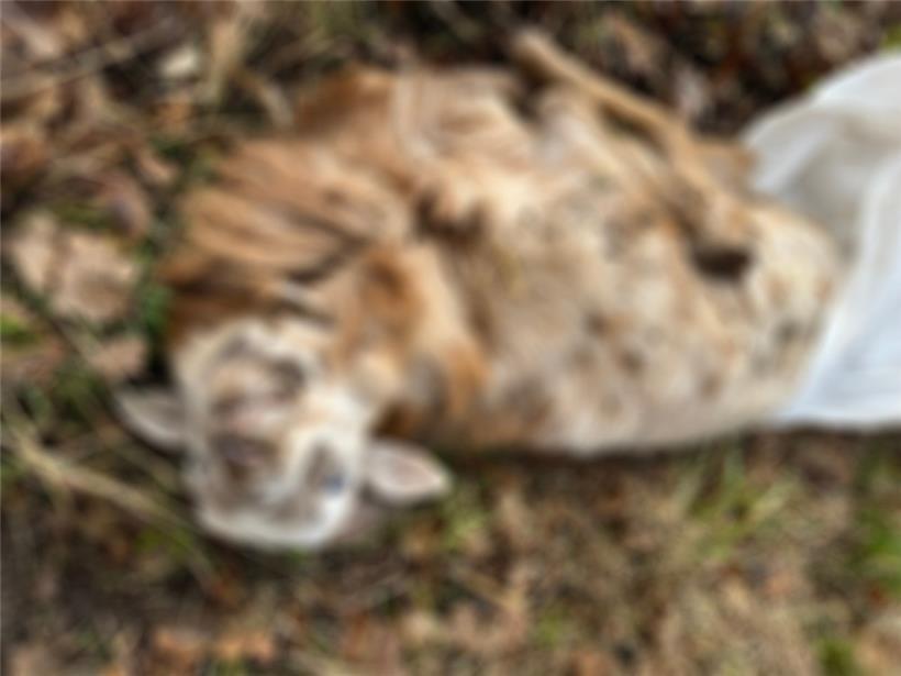 Kadaver auf Weg bei Redingen/Attert entdeckt 