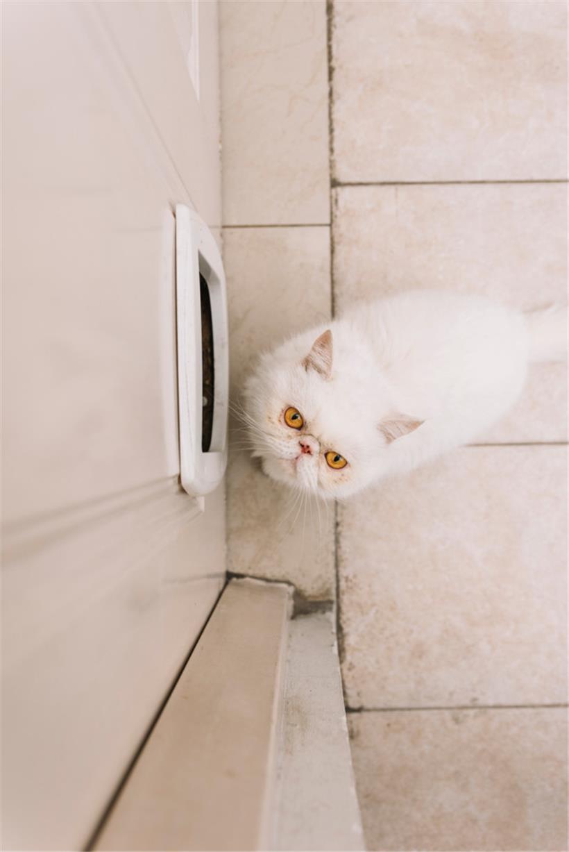 Katzenklappe als Zugang: Einbrecher entwenden Schmuck und Uhren 