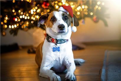 Tiere sind keine Weihnachtsgeschenke! Wer sie sich anlegt, sollte es sich gut überlegen