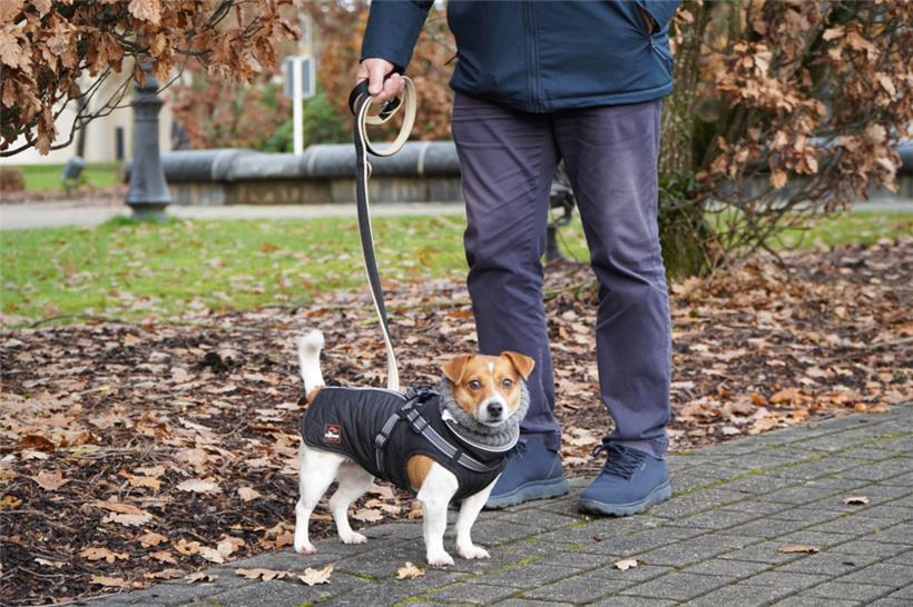 Wie Hunde gesund und munter die kalte Jahreszeit überstehen 