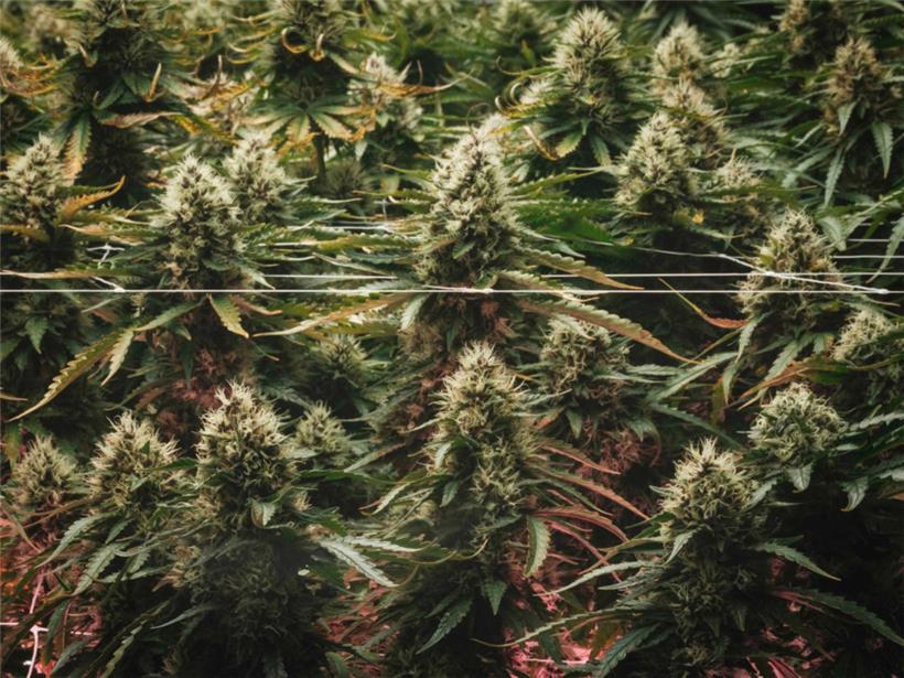 Luxemburger mit 26,7 Kilogramm Cannabis im Gepäck verhaftet 