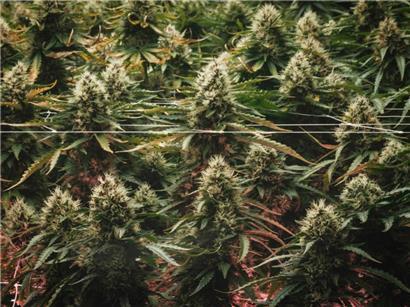 Luxemburger mit 26,7 Kilogramm Cannabis im Gepäck verhaftet