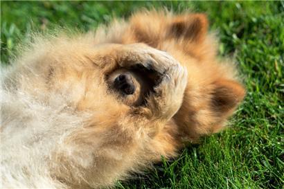 Gassi-Notfall: Hundebesitzer verbarrikadiert sich vor vermeintlich aggressivem Tier 