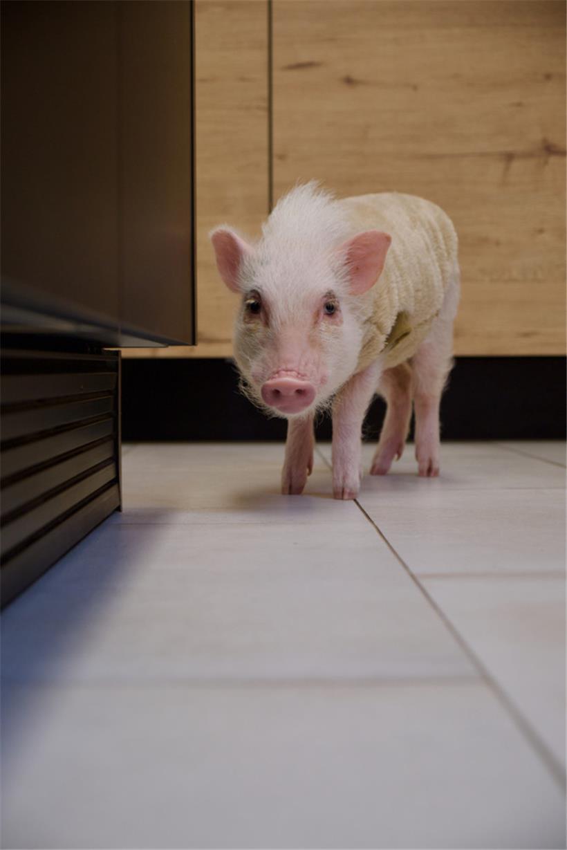 „Wie Hund und Katze in einem“ – Familie Pellé fordert neue Rechte für Hausschweine 