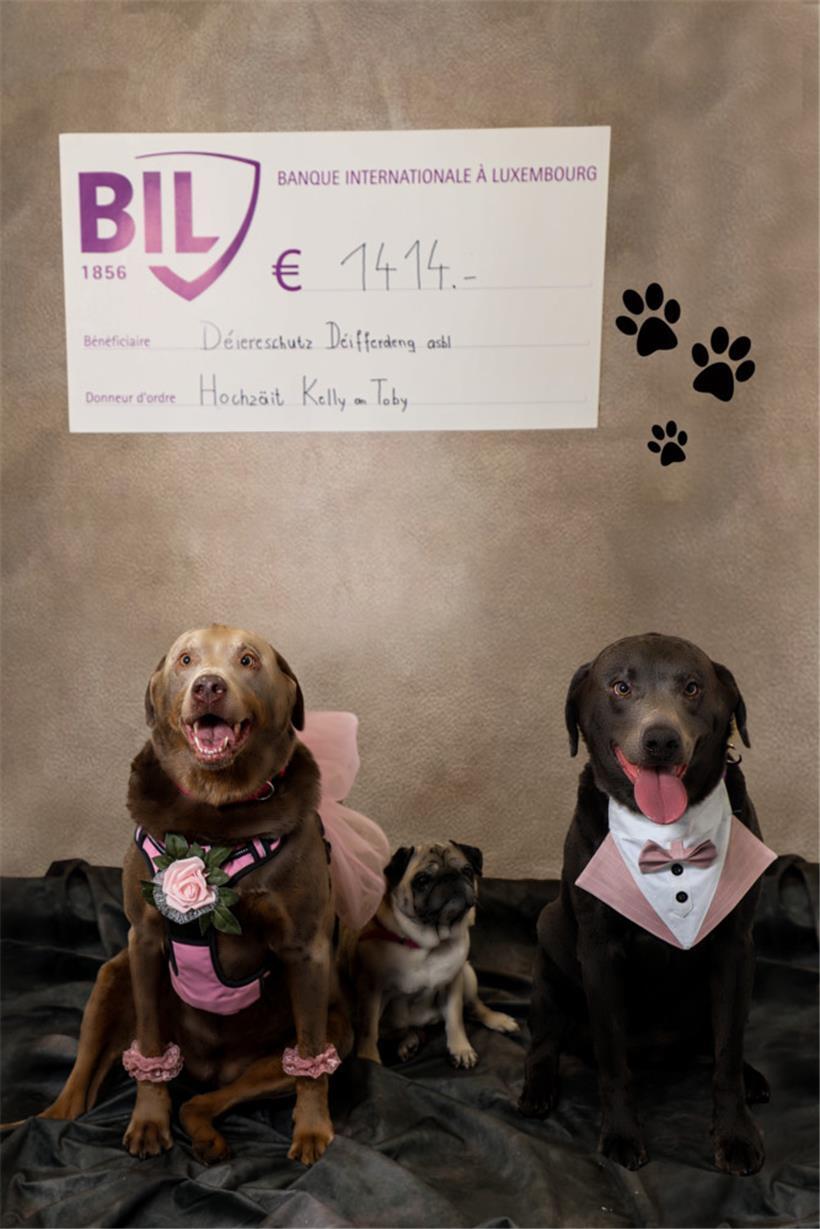 Nach Hundehochzeit von Kelly und Tobi: Besitzerin spendet 1.414 Euro an Tierschutzverein 