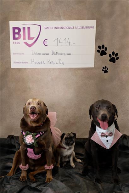 Nach Hundehochzeit von Kelly und Tobi: Besitzerin spendet 1.414 Euro an Tierschutzverein