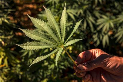 Cannabis ist keine Schokolade!
