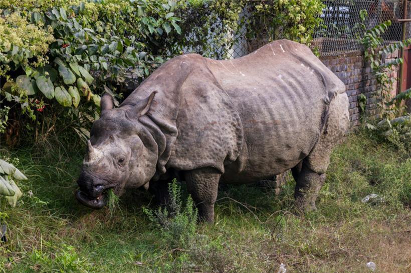 „Artenschutz-Erfolgsstory“: Zahl der Panzernashörner hat sich fast verdreifacht 