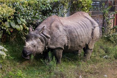 „Artenschutz-Erfolgsstory“: Zahl der Panzernashörner hat sich fast verdreifacht