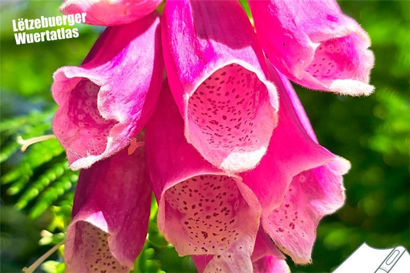 Regionale Unterschiede: Wie nennst du diese Pflanze? 