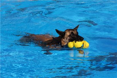 Ab ins kühle Nass: Beim „Muppeschwammen“ durften Vierbeiner im Freibad ins Wasser