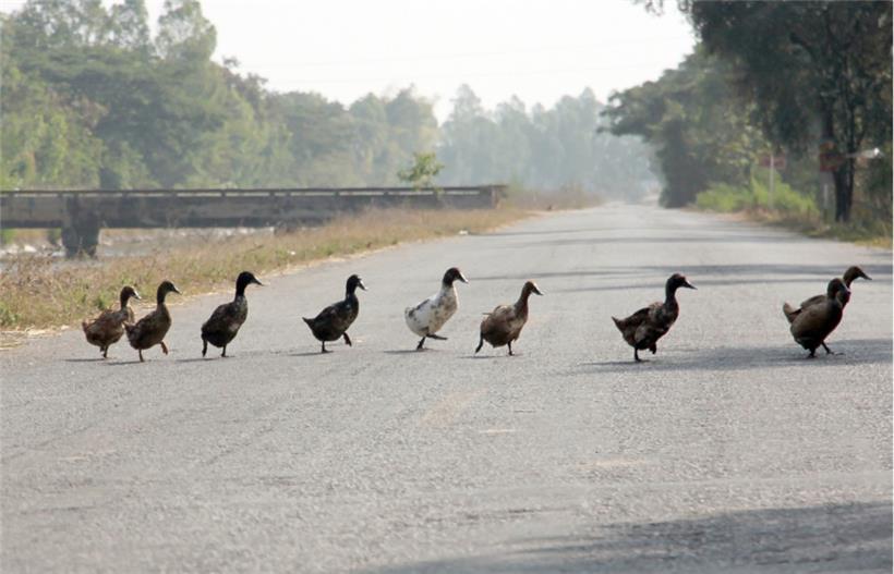 Vier Enten legen Autobahn in Bayern kurzzeitig lahm 