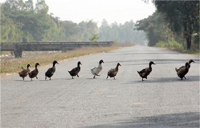 Vier Enten legen Autobahn in Bayern kurzzeitig lahm