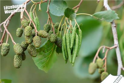 Regionale Unterschiede: Wie nennst du diesen Baum?