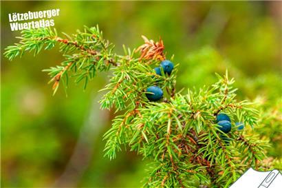 Regionale Unterschiede: Wie nennst du diesen Strauch?