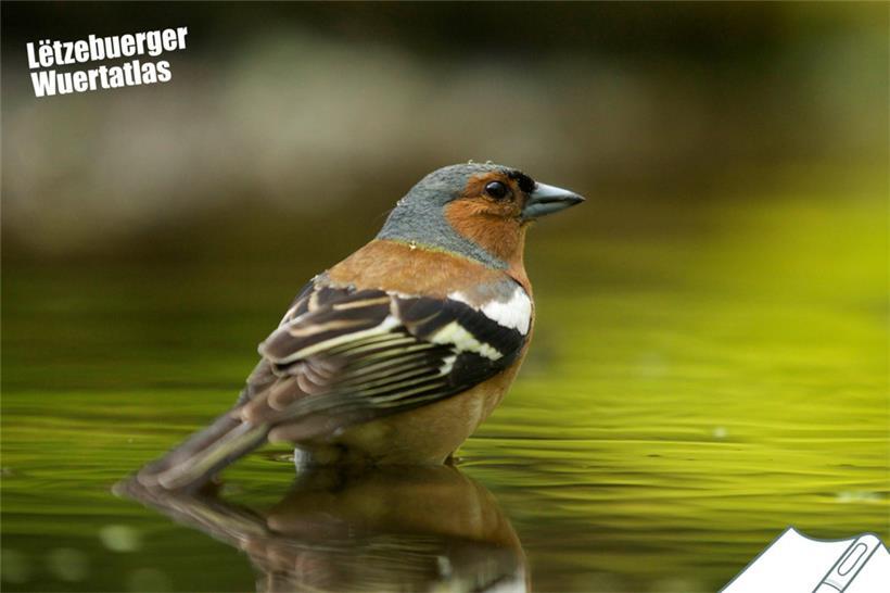 Regionale Unterschiede: Wie nennst du diesen Vogel? 