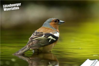 Regionale Unterschiede: Wie nennst du diesen Vogel?