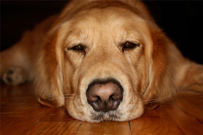 Mann ersticht Golden Retriever nach Hundestreit – War das verhältnismäßig? 